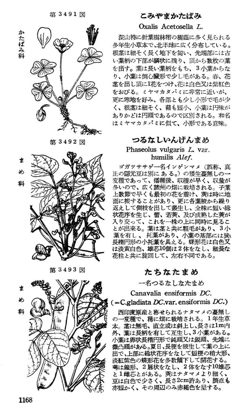 植物図鑑