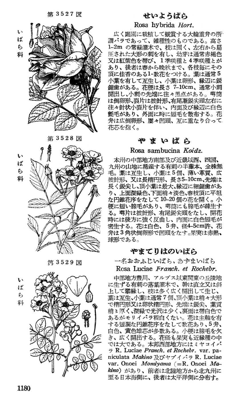 植物図鑑