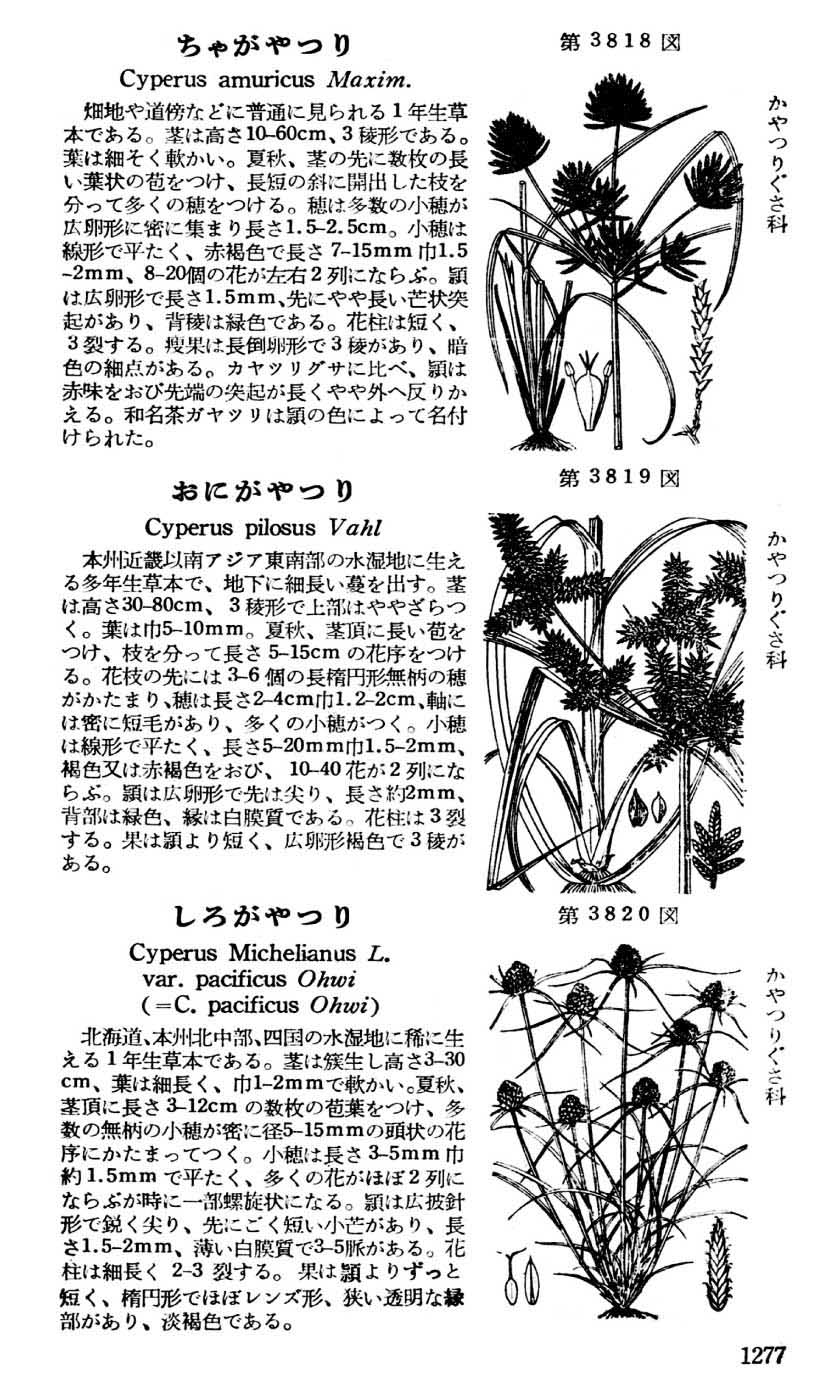 植物図鑑